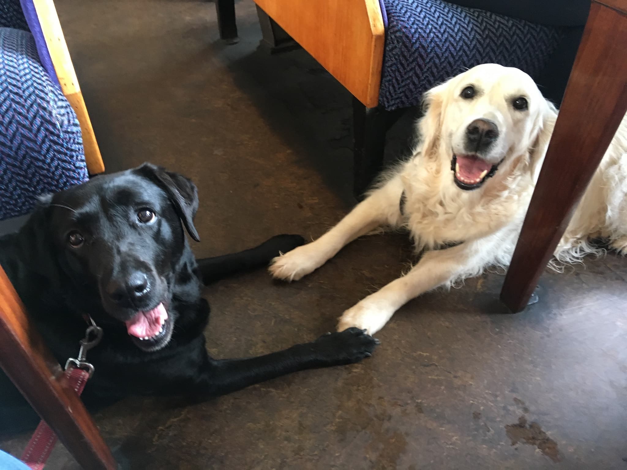 Two happy dogs relaxing at a dog-friendly pub